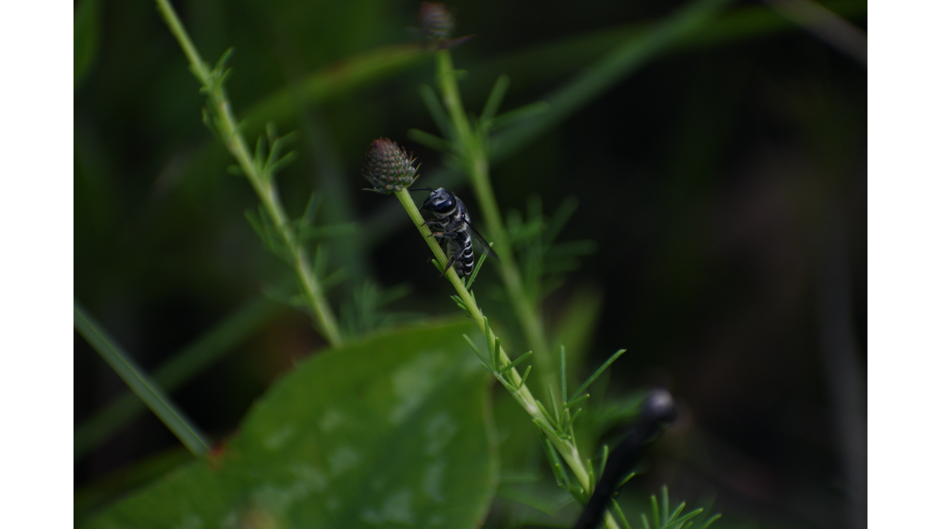 Native bee habitat needs