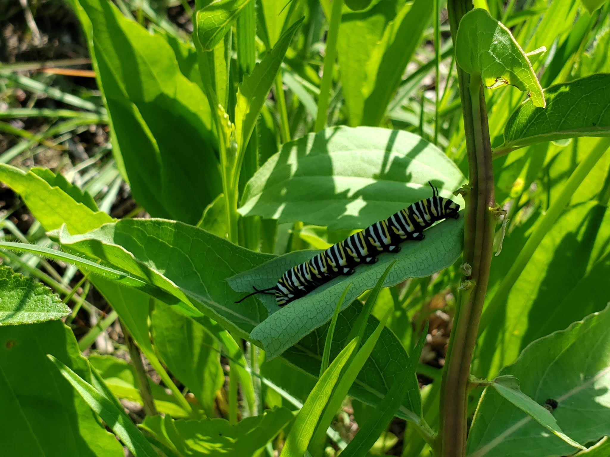 Caterpillar