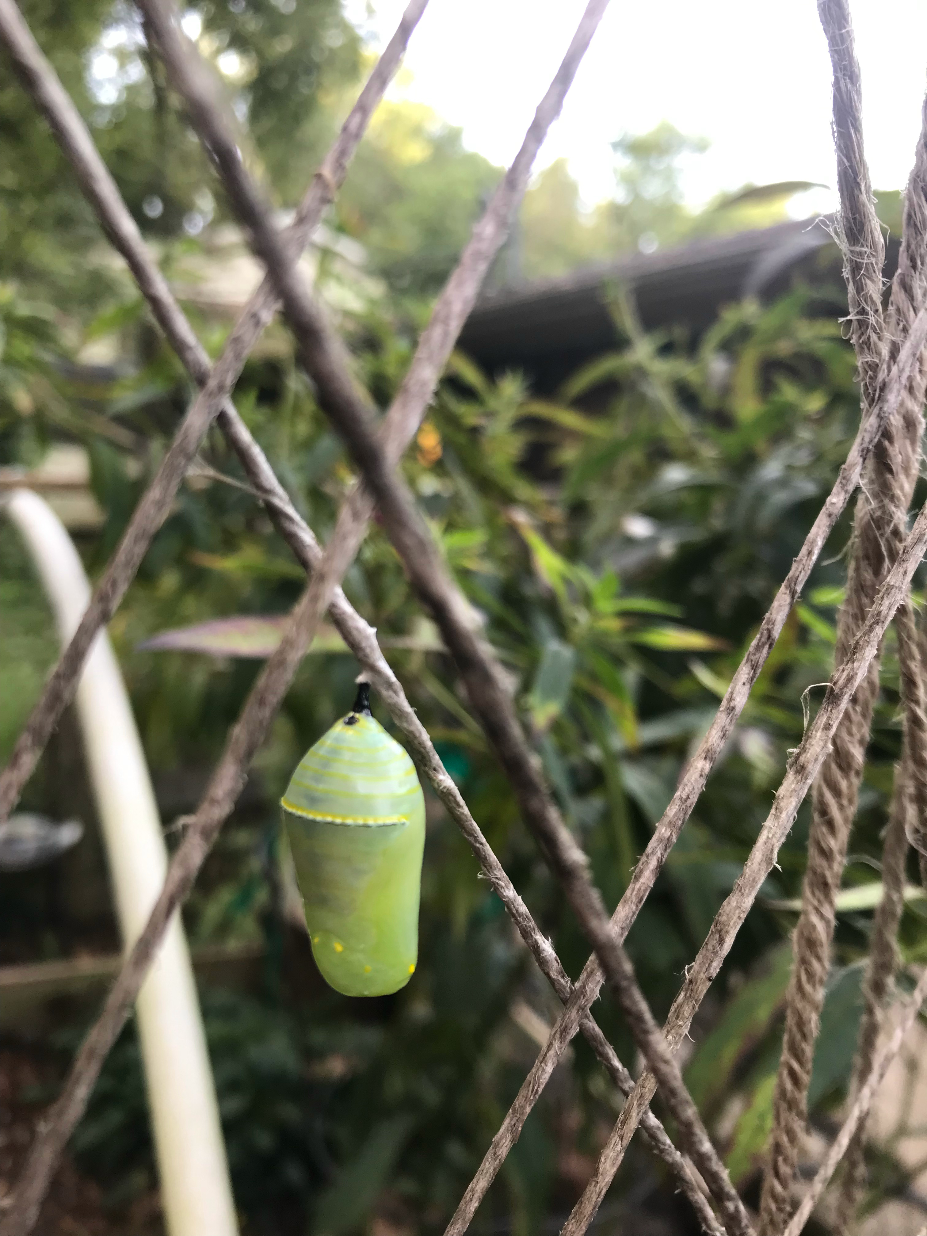 Chrysalis